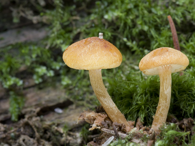 Gymnopilus bellulus